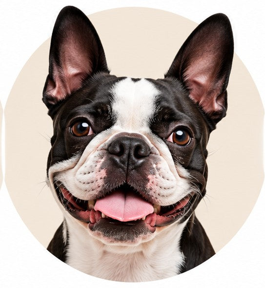 Boston Terrier